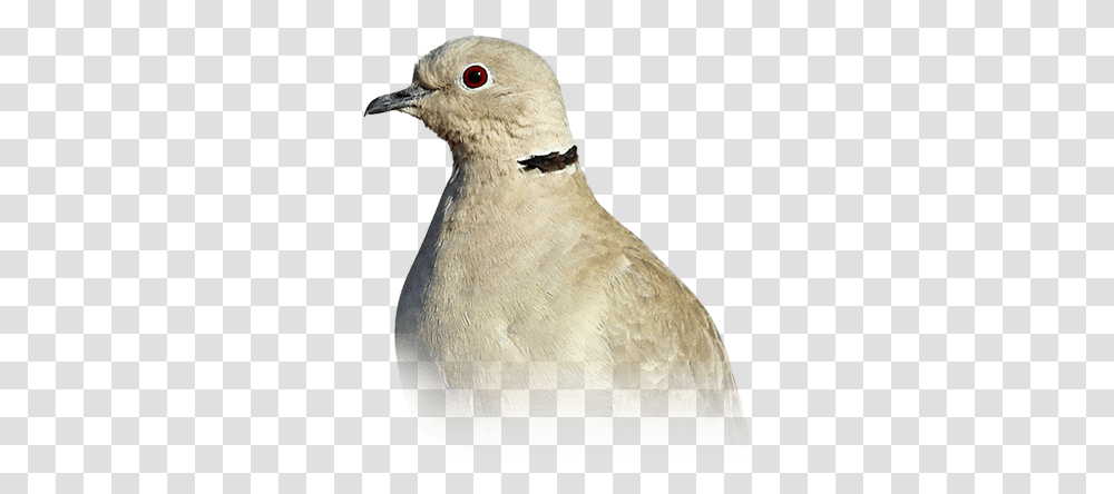 Dove Personality Food & Care - Pet Birds By Lafeber Co American Mourning Dove, Pigeon, Animal, Snowman, Winter Transparent Png