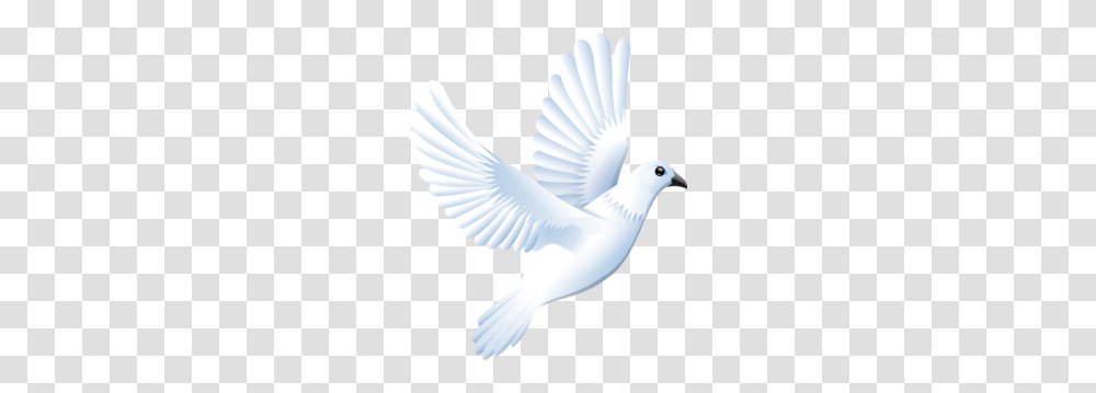 Dove Ribbon Cliparts, Animal, Pigeon, Bird, Flying Transparent Png
