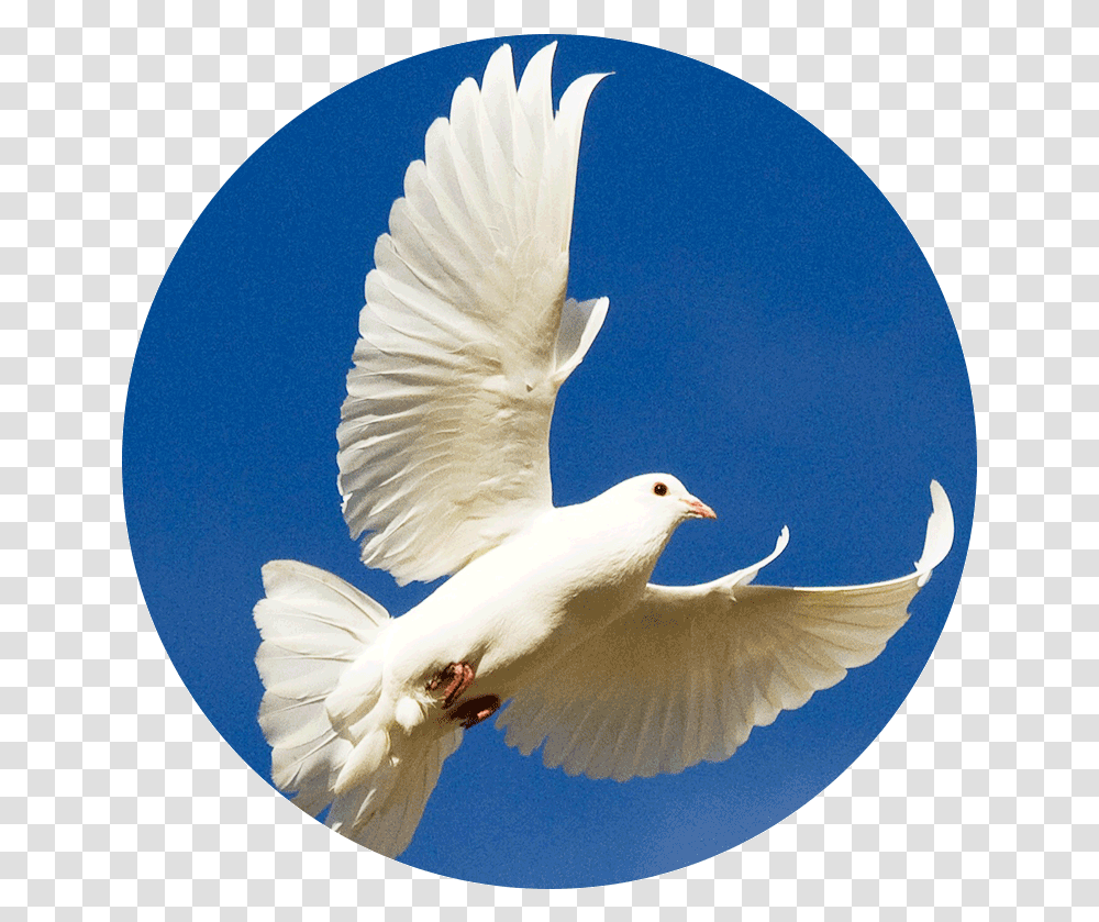 Dove Se Celebra El 21 De Septiembre, Bird, Animal, Pigeon Transparent Png