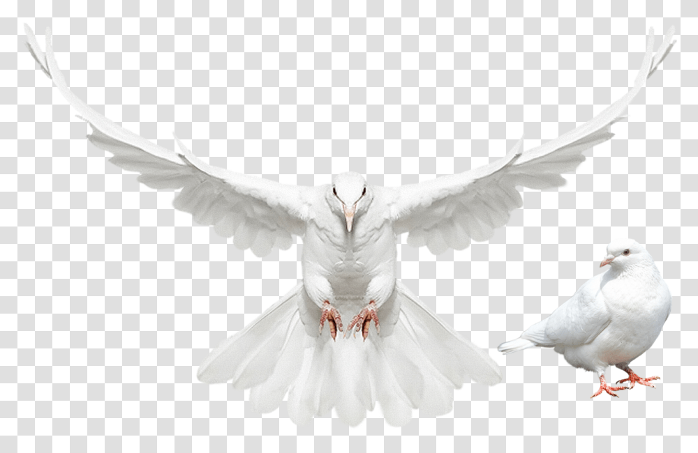 Dove Spreading Its Wings, Bird, Animal, Pigeon Transparent Png