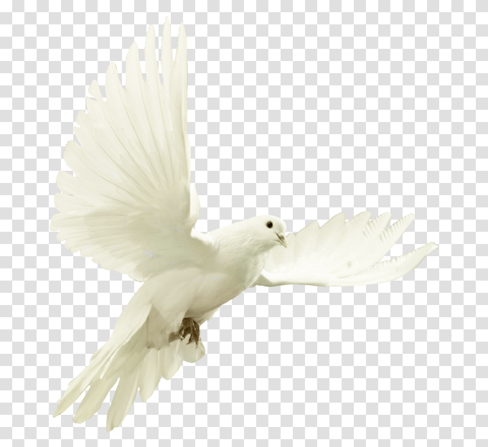 Dove Star Of David And Doce, Bird, Animal, Pigeon Transparent Png