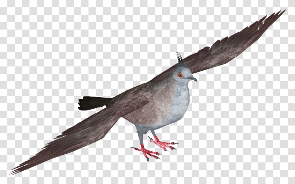 Dove Stock Dove, Bird, Animal, Pigeon Transparent Png