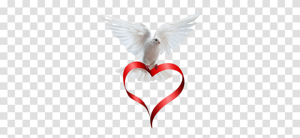 Dove Taube Oiseau Colombe Valentine Valentin Heart Coeur Flying Dove With Red Heart, Pigeon, Bird, Animal Transparent Png