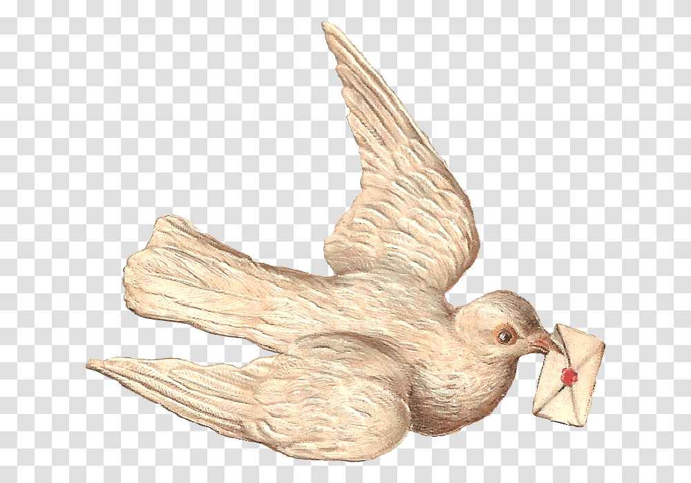 Dove With A Letter Sending Letter Through Birds, Animal, Wood, Finch Transparent Png