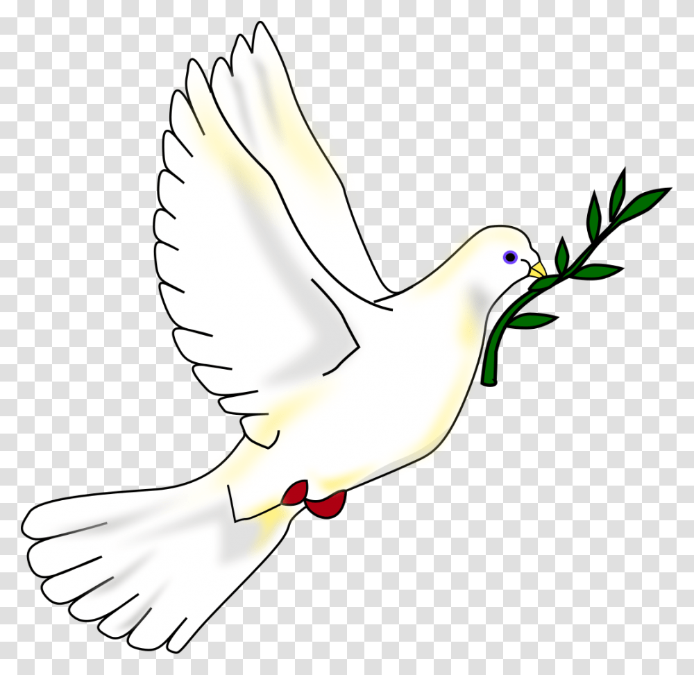 Dove With Olive Branch, Bird, Animal, Pigeon, Finch Transparent Png