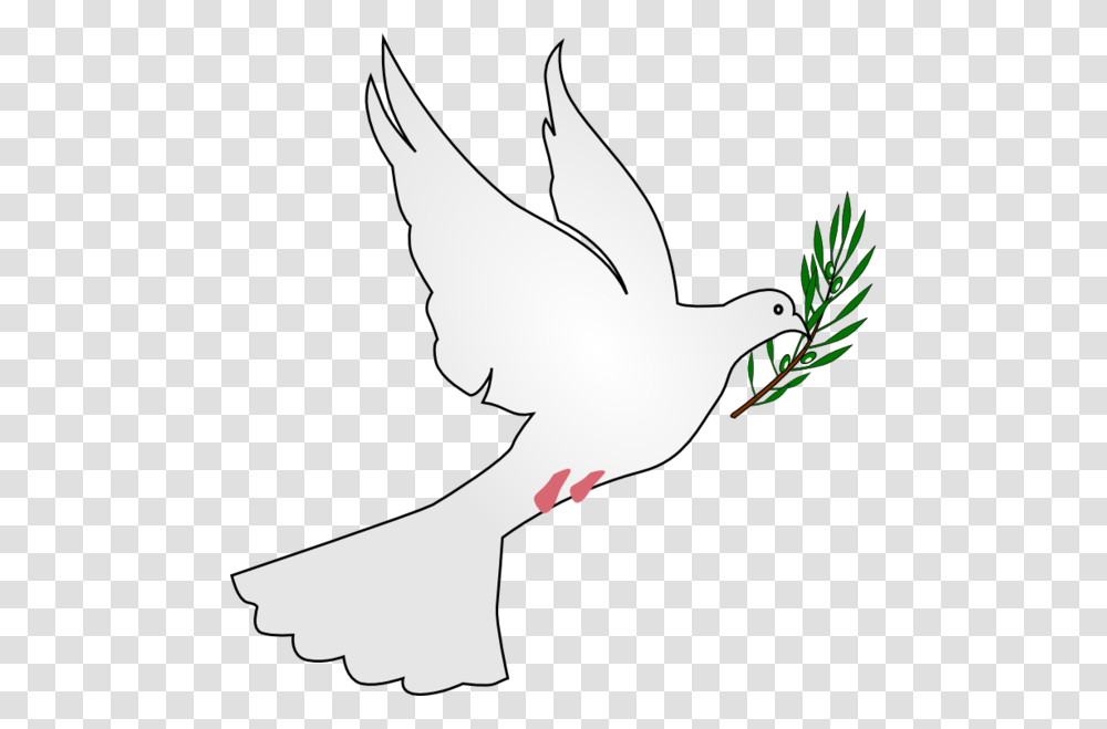 Dove With Olive Branch Dove With Leaf In Its Mouth, Pigeon, Bird, Animal, Person Transparent Png