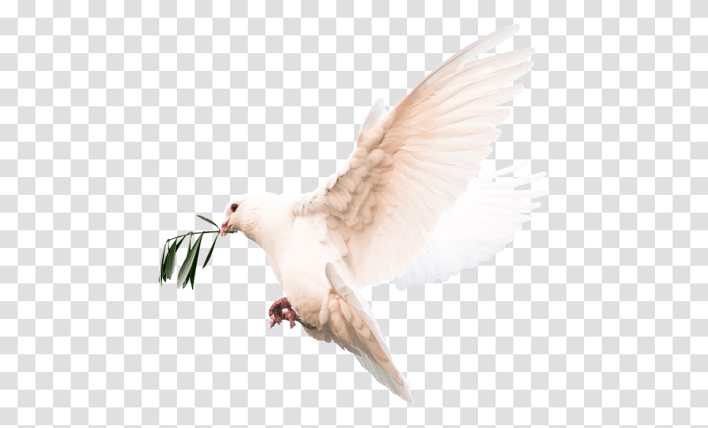 Doves, Bird, Animal, Pigeon, Chicken Transparent Png