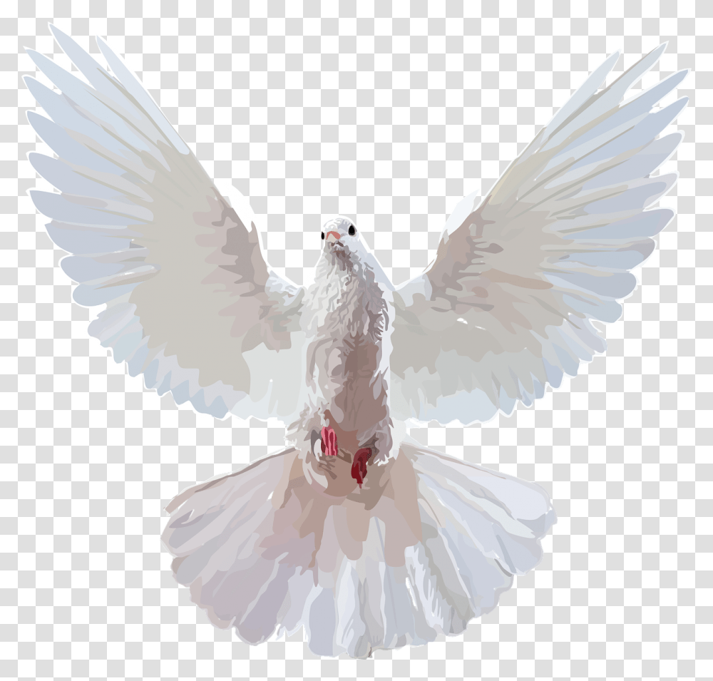 Doves, Bird, Animal, Pigeon Transparent Png