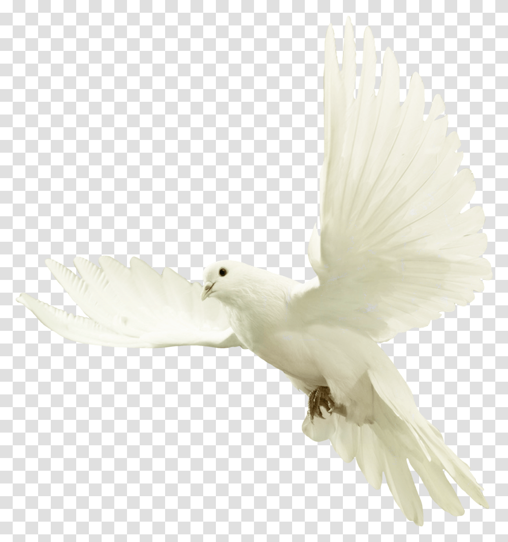 Doves Bird For Picsart Hd, Animal, Pigeon Transparent Png