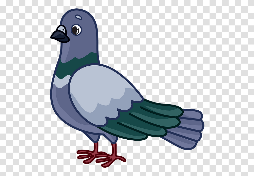 Doves Clipart, Bird, Animal, Pigeon, Jay Transparent Png