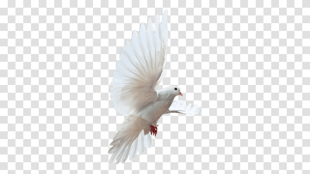 Doves Clipart Rock Dove, Bird, Animal, Pigeon Transparent Png