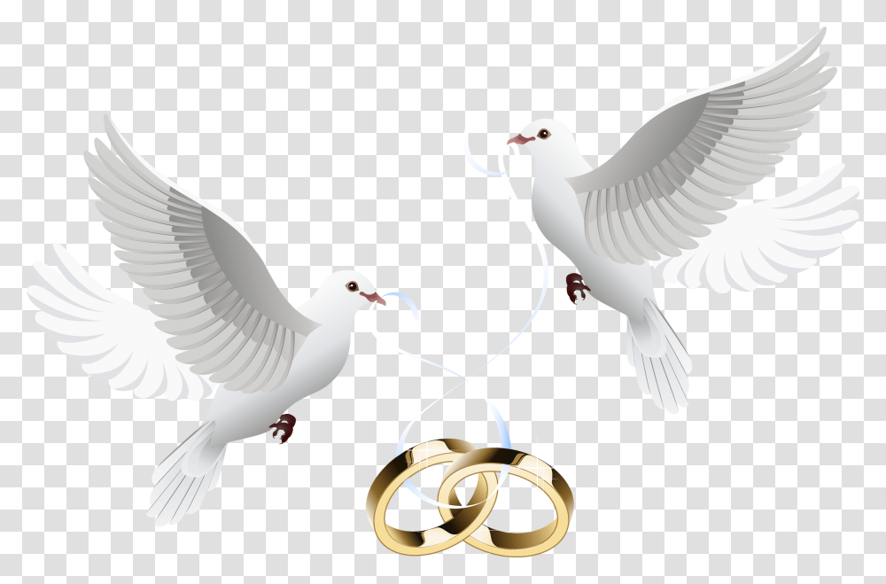 Doves Clipart Wedding Invitation Wedding Doves With Rings, Bird, Animal, Pigeon, Seagull Transparent Png