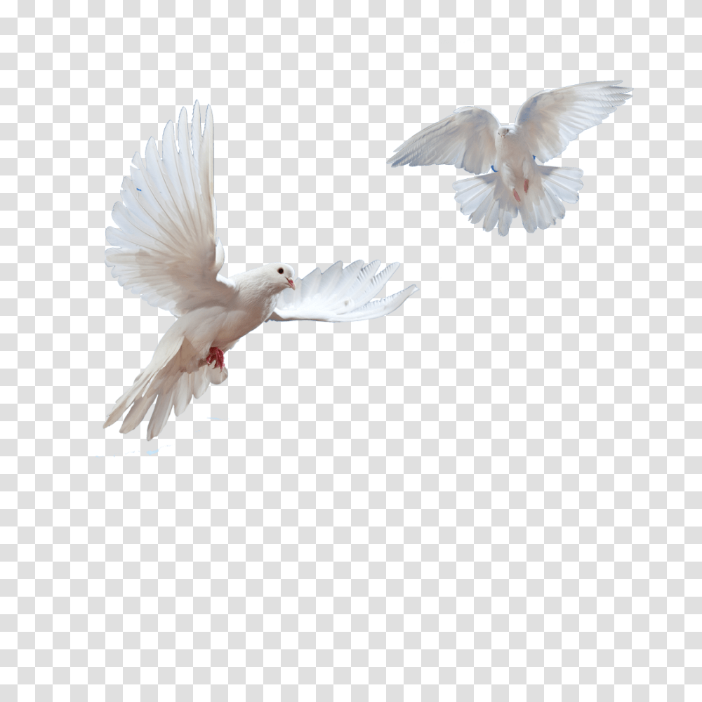Doves Flying In Sky, Bird, Animal, Pigeon Transparent Png