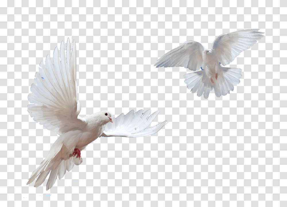 Doves Flying In Sky Flying Bird Dove, Animal, Pigeon Transparent Png