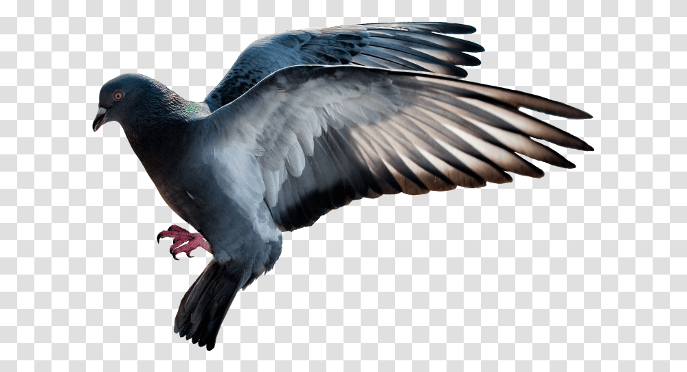 Doves Flying Stock Dove, Bird, Animal, Waterfowl, Vulture Transparent Png