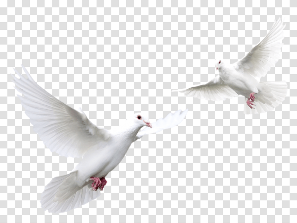 Doves Flying White Doves, Bird, Animal, Pigeon Transparent Png
