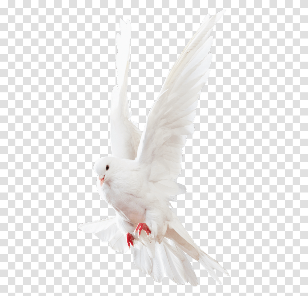 Doves Images Background Dove Birds, Animal, Pigeon Transparent Png