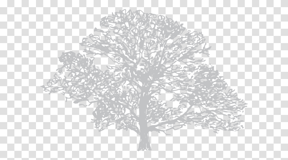 Down To Earth Illustration 4 Silver Birch Draw A Mountain Ash Tree, Plant, Drawing, Panther, Animal Transparent Png