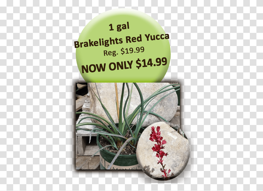 Download 1 Gal Brakelights Red Yucca Signage, Aloe, Plant, Agavaceae Transparent Png