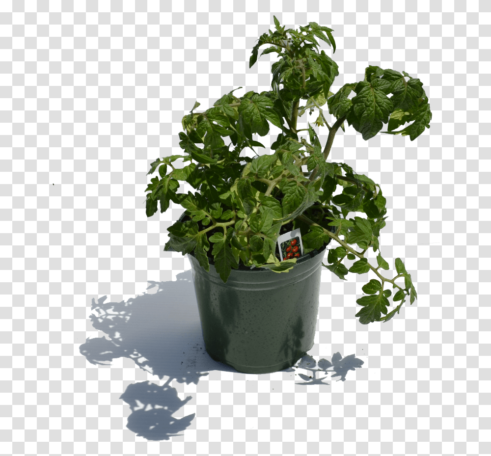 Download 1 Gal Tomatoe Plant Flowerpot, Leaf, Pottery, Jar, Potted Plant Transparent Png