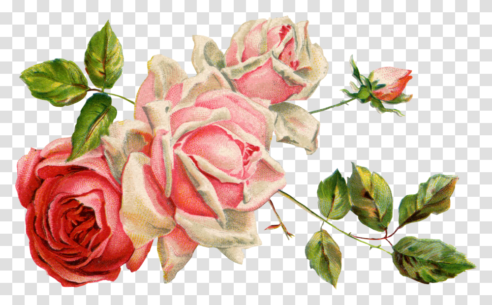 Download 106 Gambar Bunga Format Hd Paling Keren Download Gambar Bunga, Rose, Flower, Plant, Blossom Transparent Png