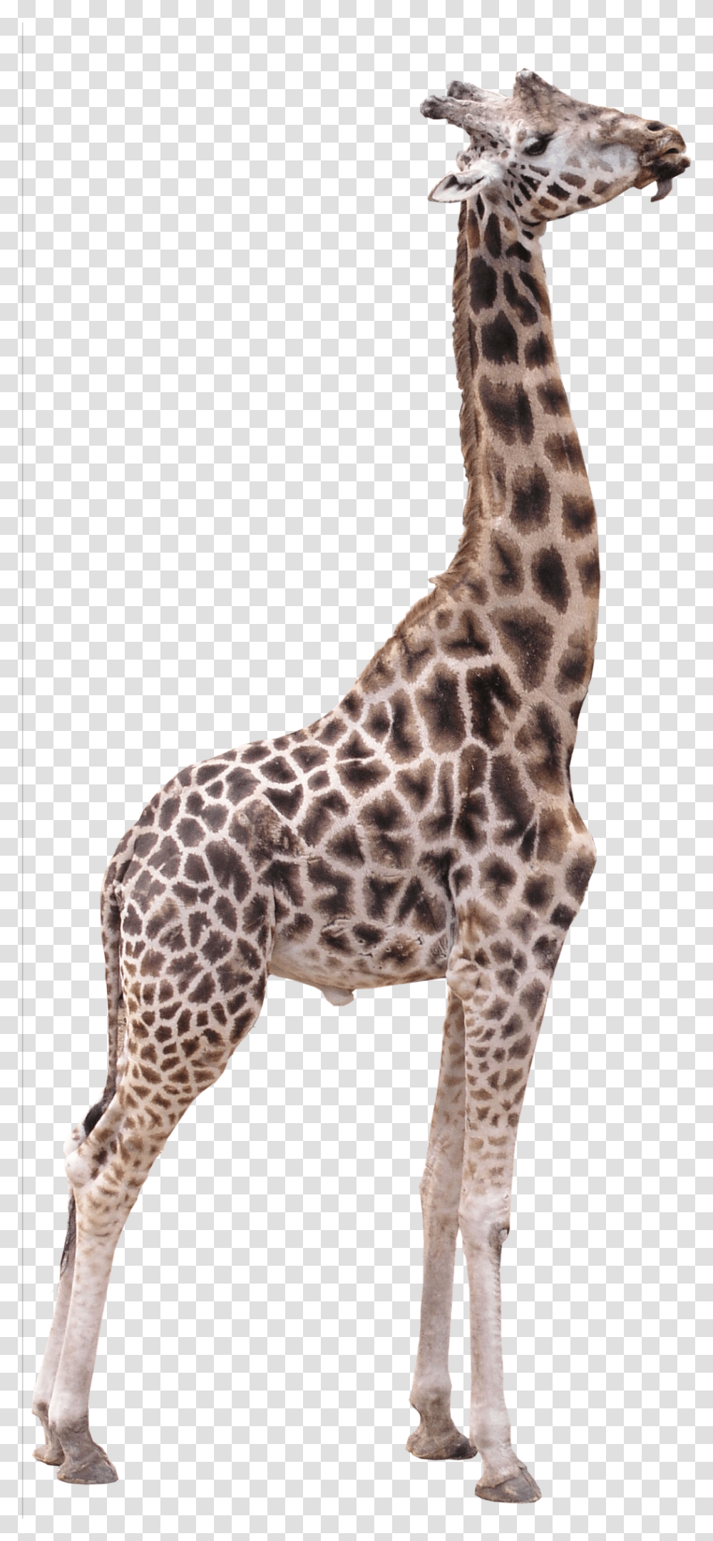 Download 15 Giraffe For Giraffe Image Background, Wildlife, Mammal, Animal Transparent Png