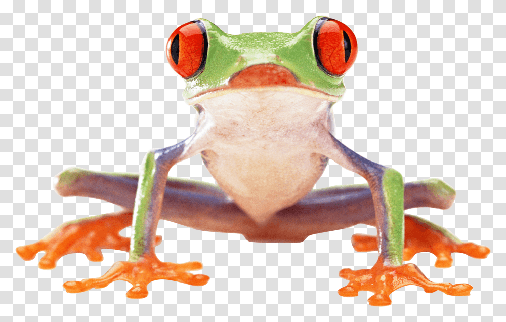 Download 17 Red Eyed Tree Frog, Amphibian, Wildlife, Animal, Gecko Transparent Png