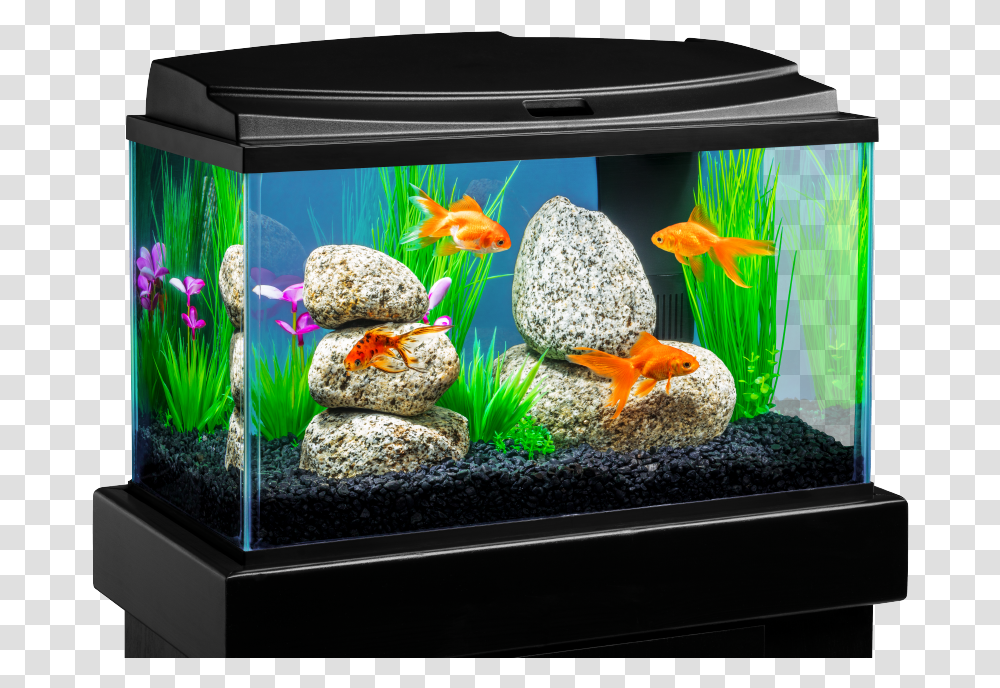 Download 18 Gallon Fish Tank Image With No Background Fish Tank Background, Water, Aquarium, Sea Life, Animal Transparent Png