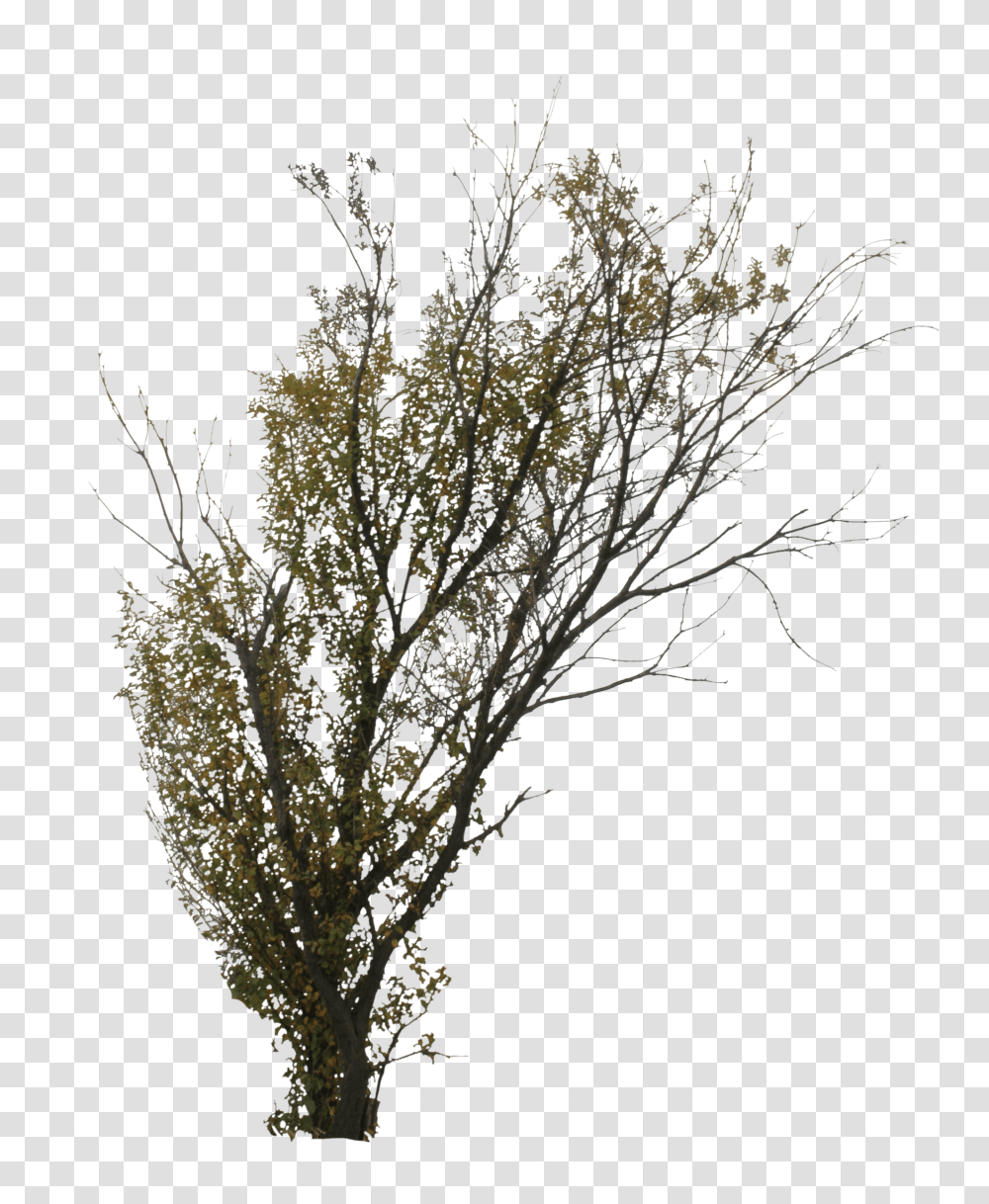 Download 2d Trees Autumn Birch Trees Autumn Tree In Transparent Png