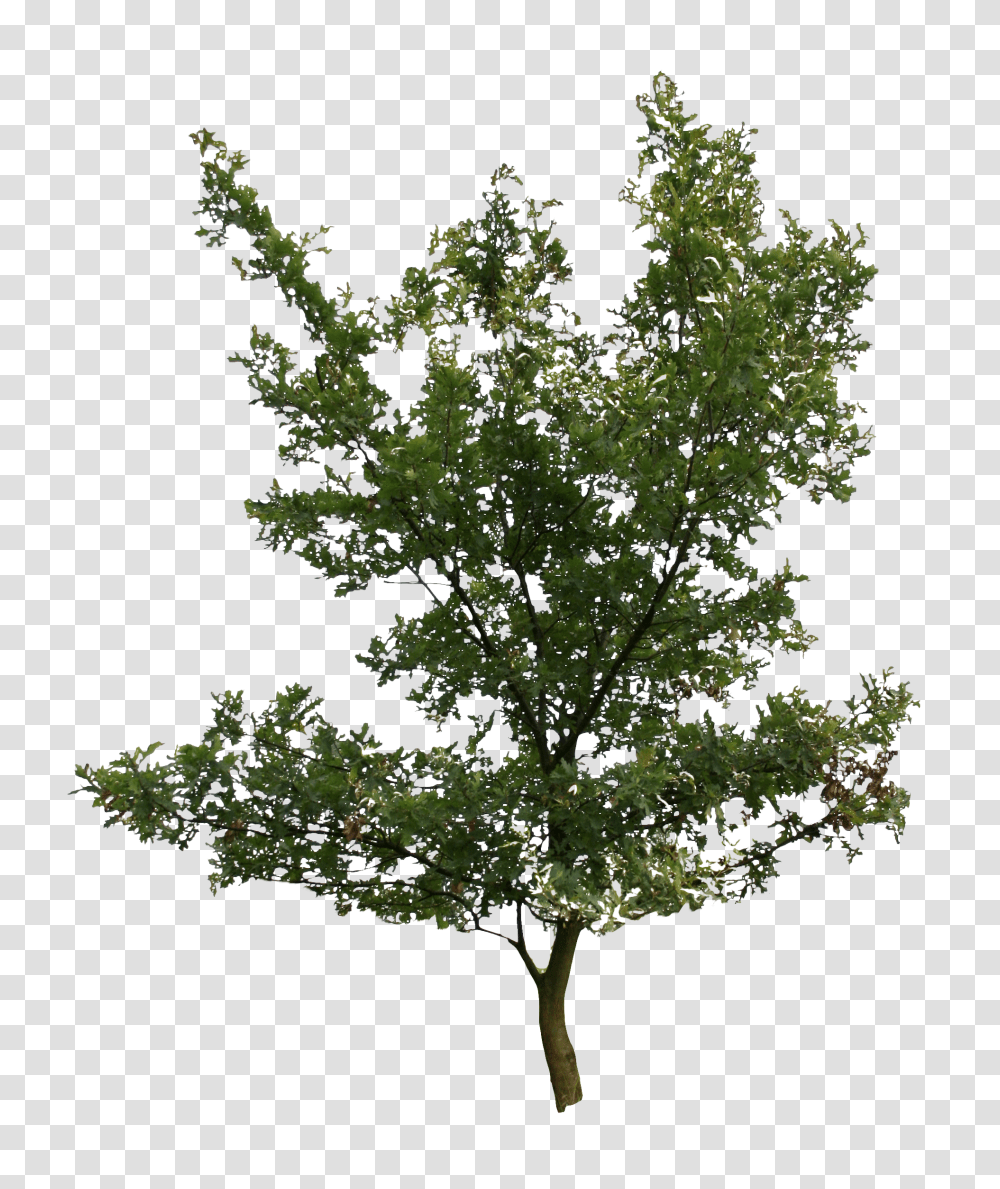 Download 2d Trees Pond Pine Image With No Background Alder Birch, Plant, Oak, Sycamore, Maple Transparent Png