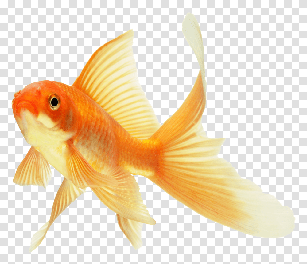 Download 304 Images About Overlays Goldfish, Animal Transparent Png