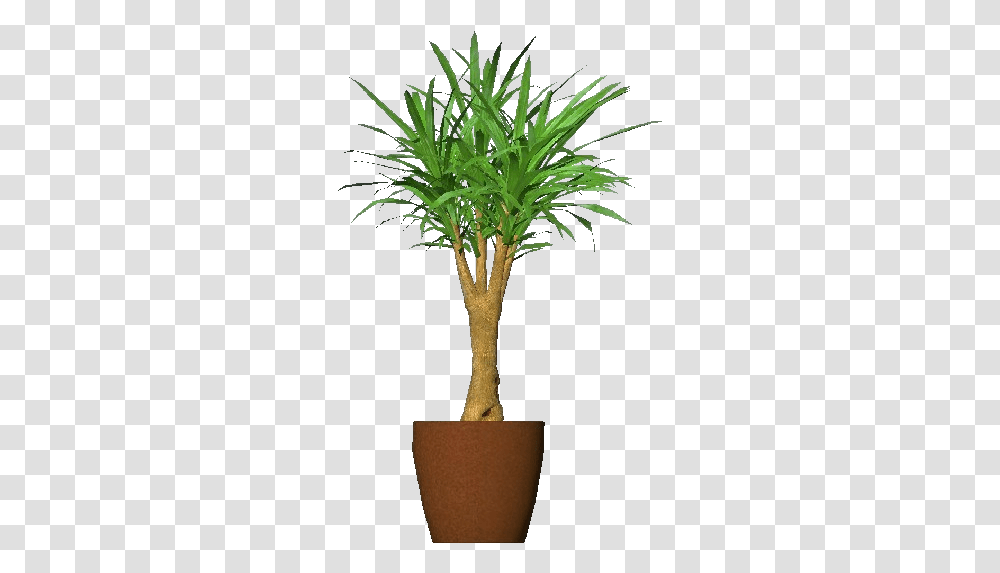 Download 3d Flowers Houseplant, Tree, Palm Tree, Arecaceae Transparent Png