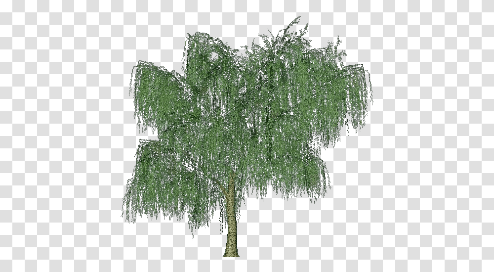 Download 3d Trees River Plants, Cross, Symbol, Conifer, Willow Transparent Png