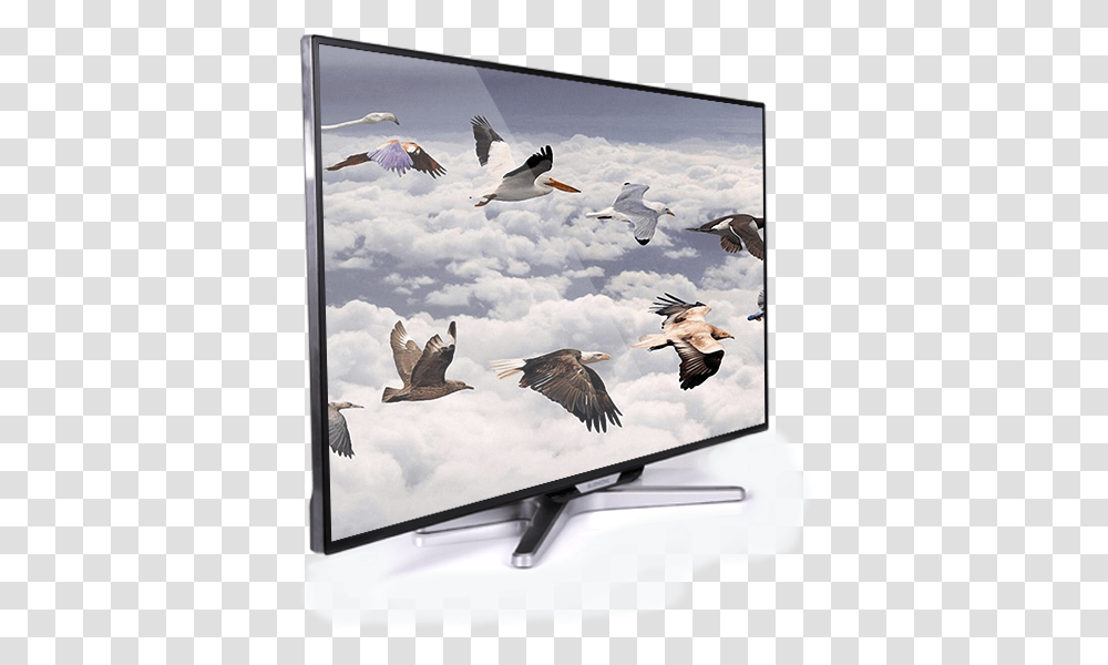 Download 42 Inch Led Flying Birds Image With No World Migratory Bird Day Quotes, Screen, Electronics, Animal, Monitor Transparent Png