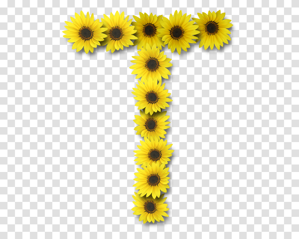 Download 588 X 738 10 Letter T With Sunflower Full Size Sunflower Letter T, Plant, Blossom, Rug, Dandelion Transparent Png