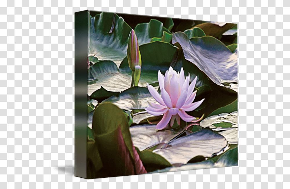 Download 650 X 593 3 Water Lily Full Size Image Pngkit Sacred Lotus, Plant, Flower, Blossom, Pond Lily Transparent Png