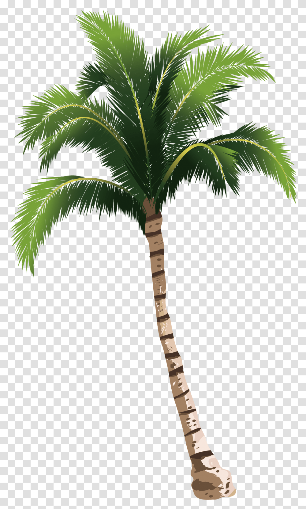 Download A Coconut Tree Transprent High Resolution Palm Tree, Plant, Arecaceae Transparent Png