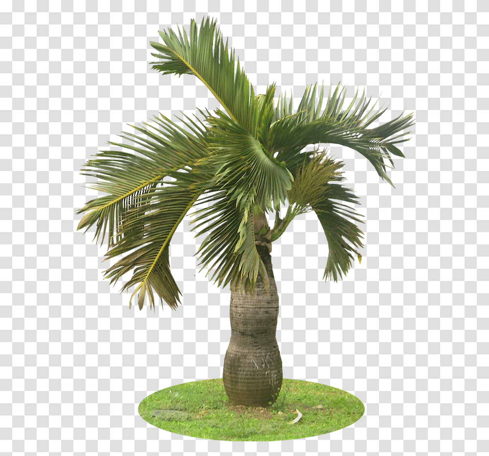 Download A Collection Of Tropical Plant Images With Garden Palm Tree, Arecaceae, Bird, Animal, Vegetable Transparent Png