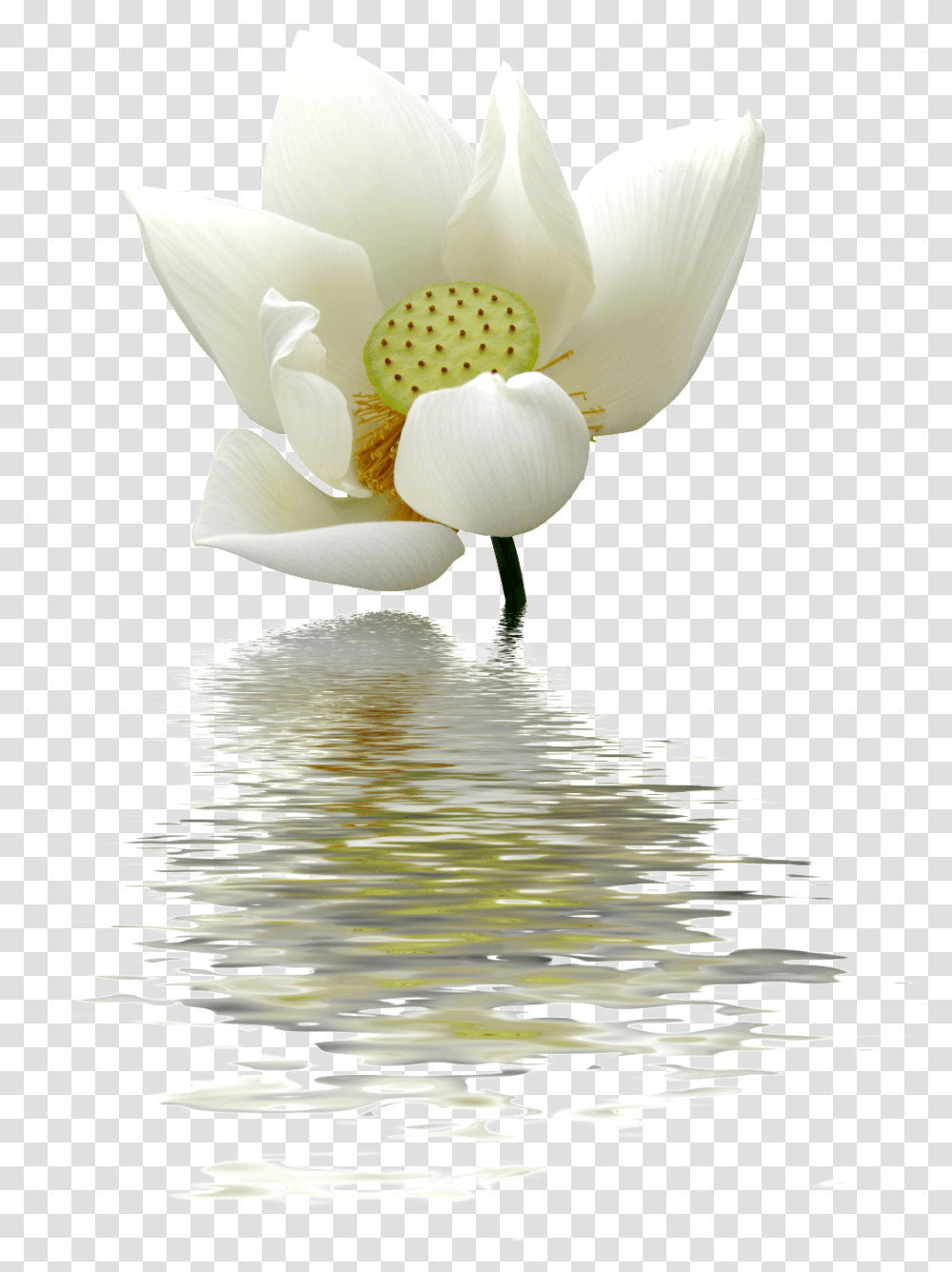 Download A Lotus Flower Lotus Cecilia Sfalsin Frases Bom Dia, Plant, Blossom, Lily, Pond Lily Transparent Png