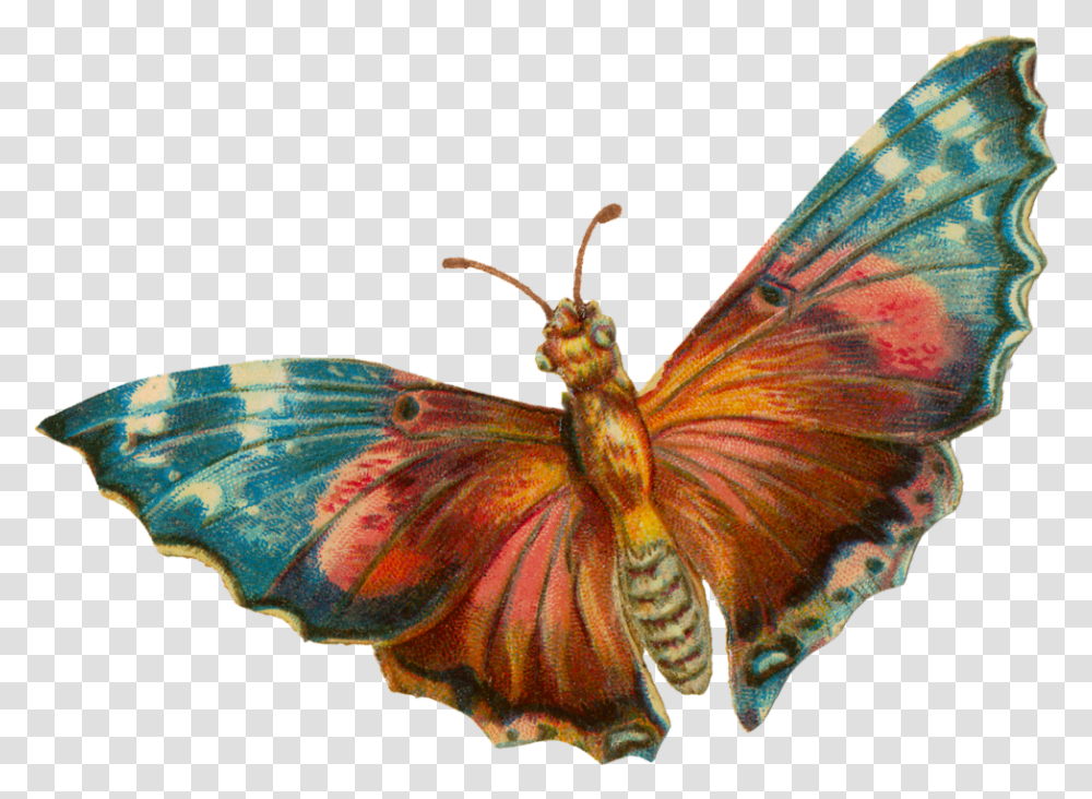Download A Terrific Moth For Your Halloween Projects Moth, Butterfly, Insect, Invertebrate, Animal Transparent Png