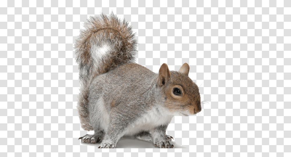 Download Acorn Clipart Fox Squirrel Grey Squirrel Background, Rodent, Mammal, Animal, Rat Transparent Png