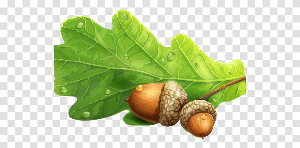 Download Acorn Clipart Oak Leaf Oak Leaf Acorn, Plant, Produce, Food, Seed Transparent Png