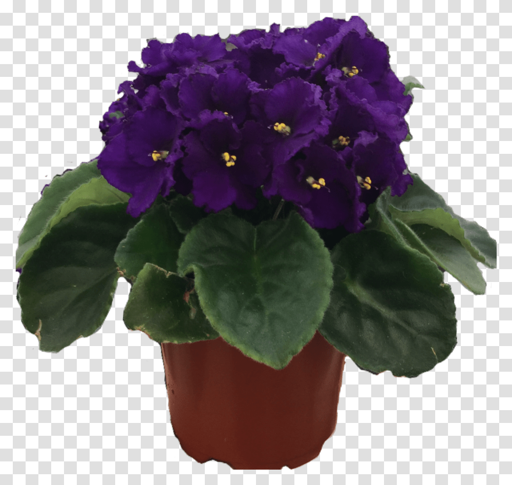 Download African Violet African Violets, Plant, Flower, Blossom, Flower Arrangement Transparent Png