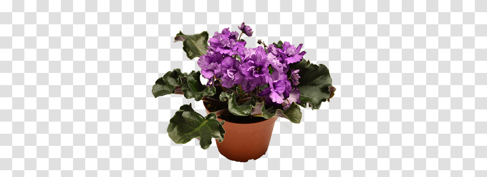 Download African Violet Isolated Flowerpot, Plant, Geranium, Blossom, Flower Arrangement Transparent Png