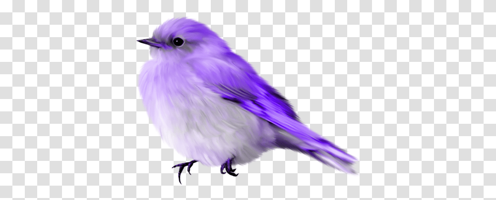 Download Album Blue Bird Gif Image With No Background Bird Gif, Animal, Bluebird, Jay, Canary Transparent Png