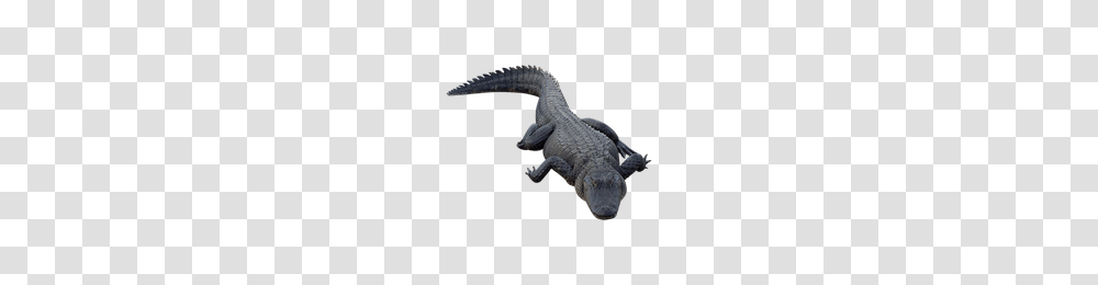 Download Alligator Free Photo Images And Clipart Freepngimg, Reptile, Animal, Crocodile, Axe Transparent Png