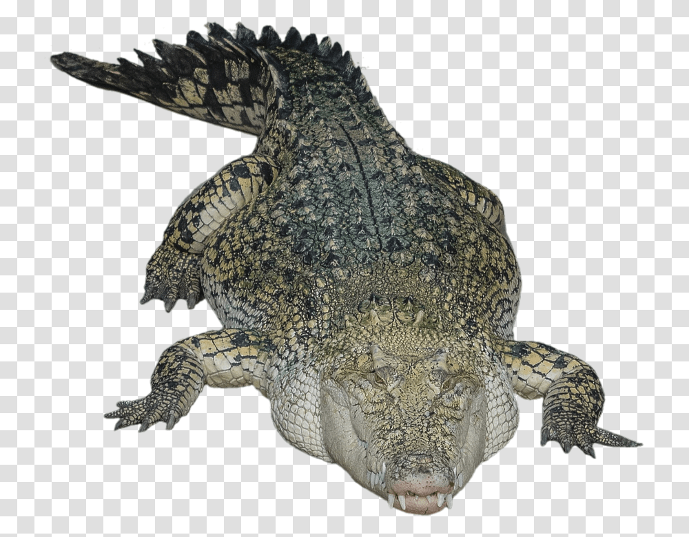 Download Alligator Hd Crocodile With Background, Reptile, Animal, Turtle, Sea Life Transparent Png