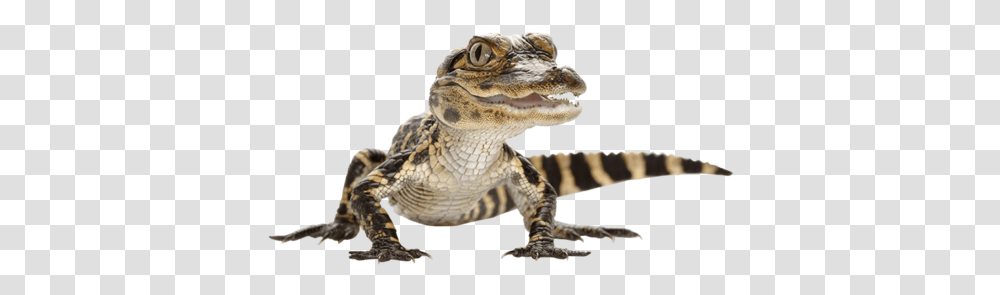 Download Alligator Photos Baby Crocodile, Reptile, Animal, Lizard, Panther Transparent Png