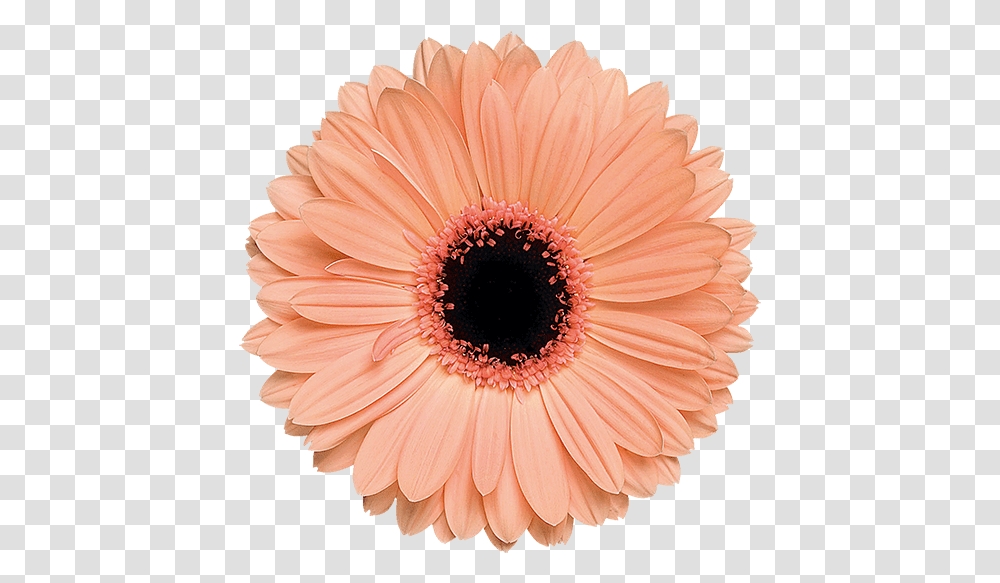 Download Alma Light Orange Flower Image With No Aesthetic Orange Flower, Plant, Daisy, Daisies, Blossom Transparent Png