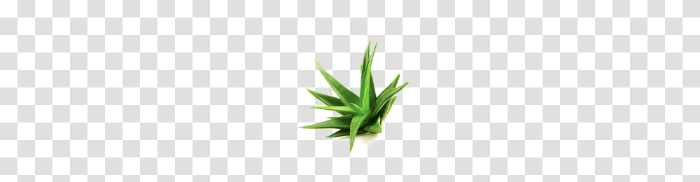 Download Aloe Free Photo Images And Clipart Freepngimg, Plant Transparent Png